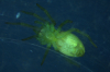 Nigma walckenaeri in Nottingham