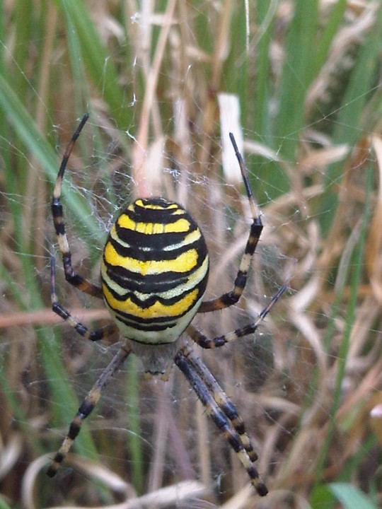 Wasp Spider in field Copyright: Caron Knox