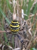 Wasp Spider in field