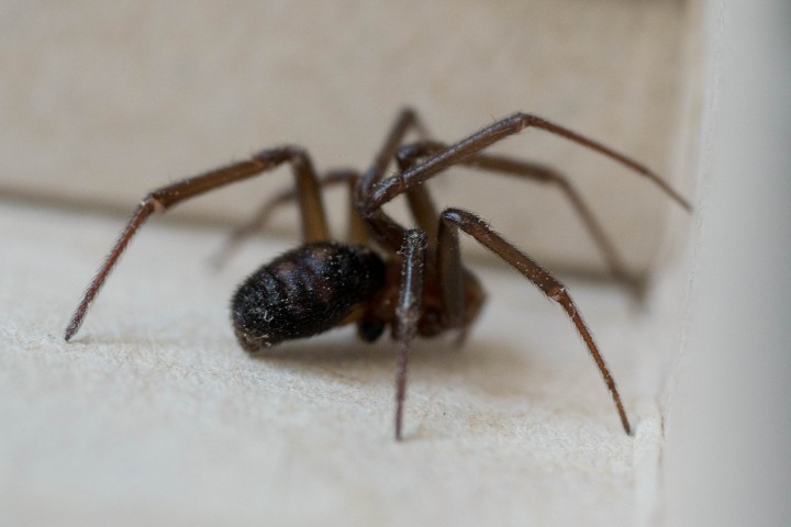 Unidentified all dark spider 2 Copyright: Ben Epstein