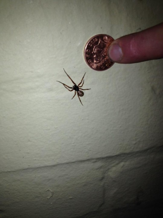 false widow - was much bigger then pic makes out Copyright: Sam Clarke