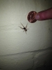 false widow - was much bigger then pic makes out
