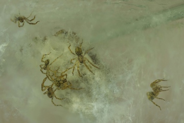 Zoropsis spinimana spiderlings venturing out from the egg sac Copyright: Nik Nimbus