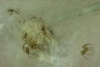 Zoropsis spinimana spiderlings venturing out from the egg sac
