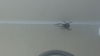Spider Found