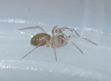 Acartauchenius scurrilis female MW Copyright: Michael Waite