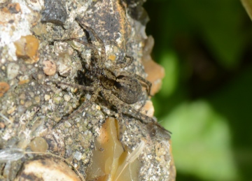 Pardosa amentata (female) Copyright: David Carr