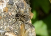Pardosa amentata (female)