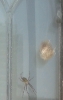 Wasp Spider London