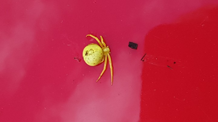 Yellow crab spider in Walton on Thames Copyright: Margaret Hawkes