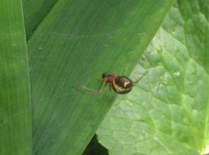 Small spider by pond Copyright: Emma Price