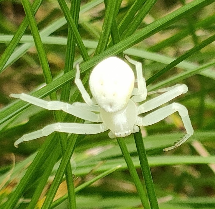 White Spider in garden Copyright: Csaba Takacs