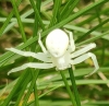 White Spider in garden