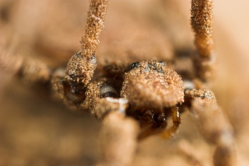 Trogulus tricarinatus Female Copyright: Paul Richards