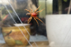 Woodlouse spider - stroud