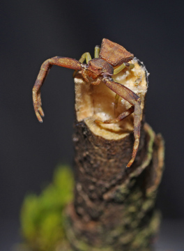 Pistius truncatus female 03 Copyright: Michael Waite