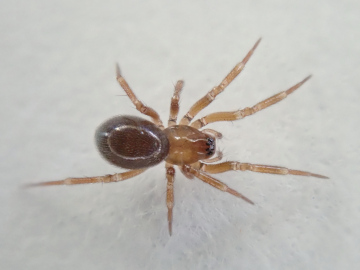 Centromerus arcanus female Copyright: Tylan Berry