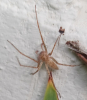 Anyphaena numida Essex