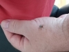 Unidentified Spider Crawling on Me