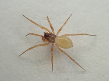 Porrhomma pallidum female Copyright: Tylan Berry