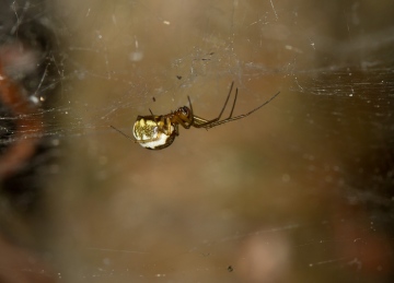 Neriene peltata female in shady woodland Copyright: Evan Jones