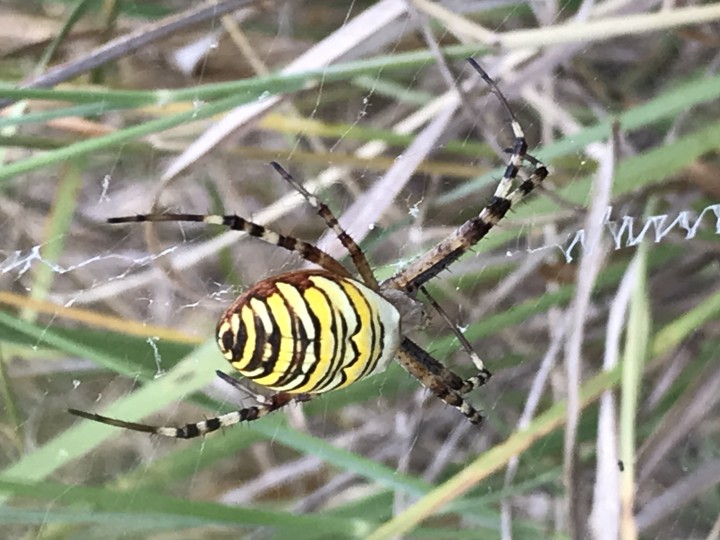 My second sighting of wasp spider Copyright: Julia Preston