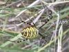 My second sighting of wasp spider 