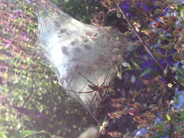 Pisaura mirabilis with web and egg sac Copyright: Alison Gurr