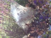 Pisaura mirabilis with web and egg sac