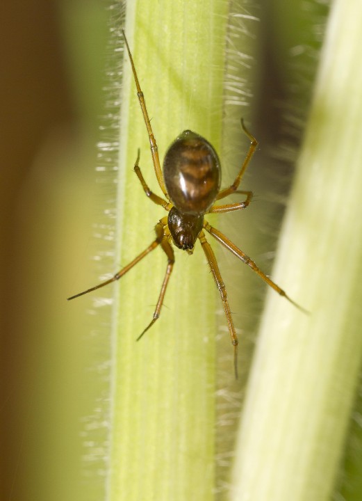 Bathyphantes approximatus female Copyright: Evan Jones