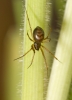 Bathyphantes approximatus female