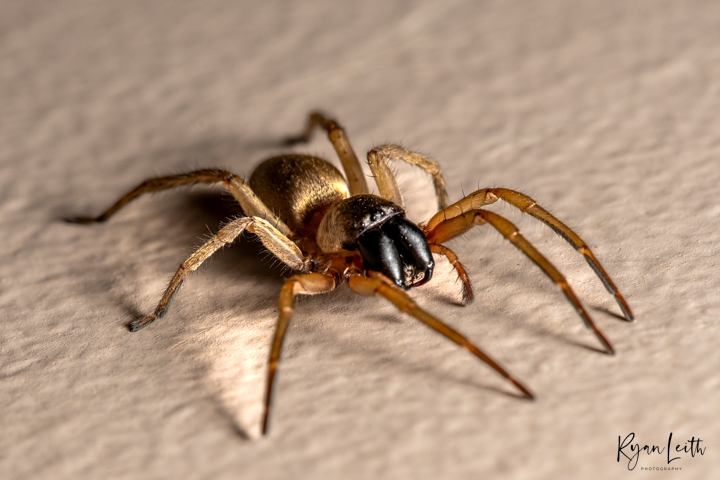 Lerwick Spider Copyright: Ryan Leith