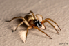 Lerwick Spider