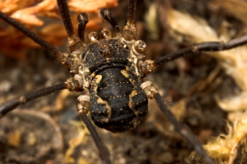 Mitopus morio Male Copyright: Paul Richards