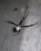 Black and white long legged unknown spider