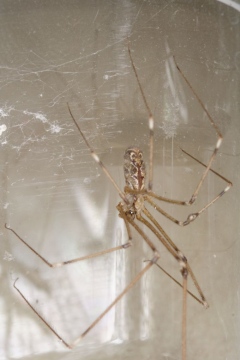 Giant Daddy-long-legs Spider (Araneae (spiders) of the British