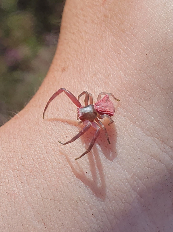 Thomisus onustus female Surrey Copyright: Vicky Gilson