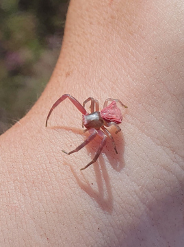 Thomisus onustus female Surrey Copyright: Vicky Gilson