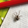 Unknown Spider in Essex