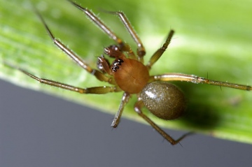 Lepthyphantes angulatus male Copyright: Lars Bruun