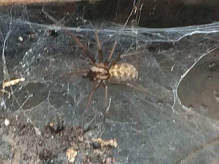 Can someone identify this spider please!!! Copyright: Michael Feeney
