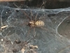 Can someone identify this spider please!!! 
