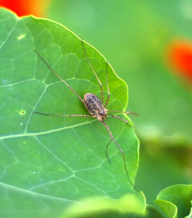 Harvestman close up Copyright: Mike Howes