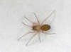 Acartauchenius scurrilis female MW 02