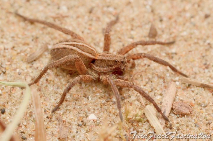 Alopecosa cuneata Copyright: Tone Killick