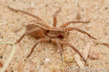 Alopecosa cuneata Copyright: Tone Killick