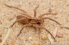 Alopecosa cuneata