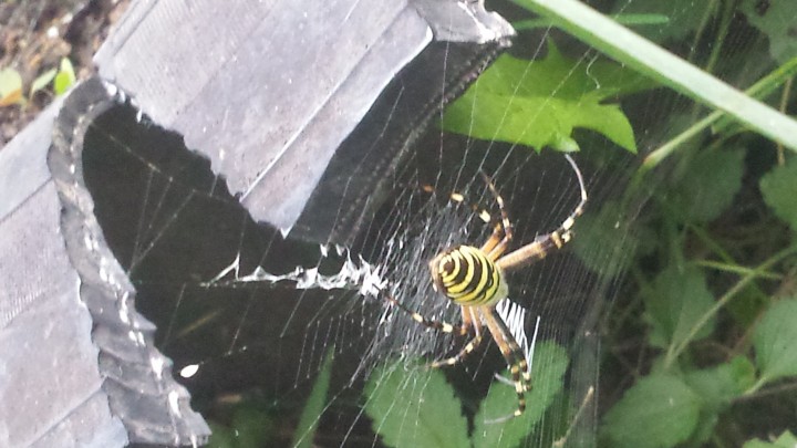 Wasp Spider in my garden Copyright: Zehra Sivac