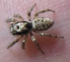 Juvenile Salticus scenicus with worn markings