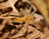 Pisaura mirabilis on forest floor